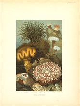 Sea Anemones, Selmar Press Publisher, NY, 1898