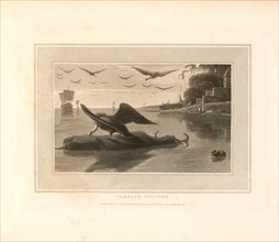 Carrion Vulture, Engraving, William Daniell, 1809