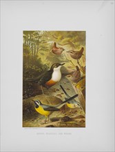 Dipper, Wagtails, and Wrens, Selmar Press Publisher, NY, 1898
