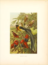 Weaver Birds, Selmar Press Publisher, NY, 1898