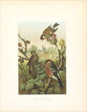 Group of Finches, Selmar Press Publisher, NY, 1898
