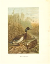 Mallard Duck, Selmar Press Publisher, NY, 1898