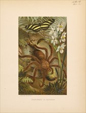 Crab-Spider or Matoudou, Selmar Press Publisher, NY, 1898