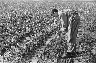 Oldest Son of J.A. Johnson Picking Cotton, Statesville, North Carolina, USA, Marion Post Wolcott, Farm Security Administration, October 1939