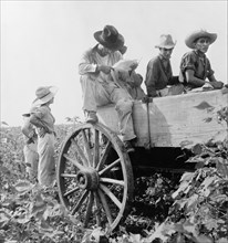 Migrants Picking Cotton, South Texas, USA, Dorothea Lange, Farm Security Administration, August 1936