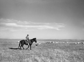 Rancher Herding Sheep, Pennington County, South Dakota, USA, Arthur Rothstein, Farm Security Administration, May 1936