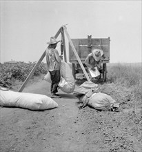 Weighing Bales of Cotton, South Texas, USA, Dorothea Lange, Farm Security Administration, August 1936