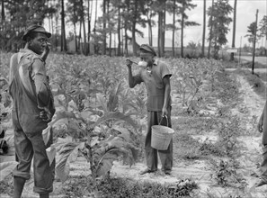 Two Tobacco Workers, Florence County, South Carolina, USA, Farm Security Administration, 1938