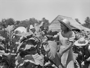 Four Laborers in Tobacco Field, Florence County, South Carolina, USA, Farm Security Administration, 1938