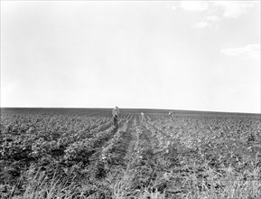 Laborers Hoeing Cotton in Field, South Texas, USA, Dorothea Lange, Farm Security Administration, August 1936