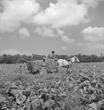 Laborers in Cabbage Field, Parris Island, South Carolina, USA, Alfred T. Palmer, Office of War Information, May 1942