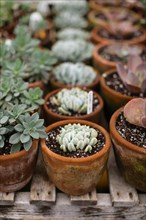 Rows of Potted Succulents