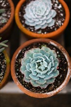 High Angle View of Potted Succulents