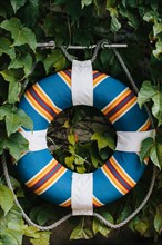 Colorful Life Preserver Hanging on Wall with Green Ivy