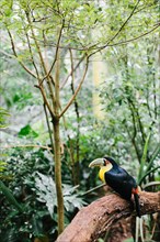 Toucan Bird on Large Branch in Jungle