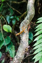 Two Lizards on Tree