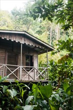Wood Cabin in Jungle
