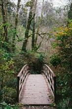 Footbridge in Forest