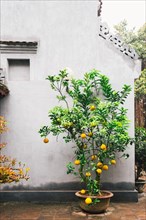 Lemon Tree Against Wall