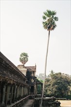 Slender Palm Tree near Temple, Angkor Wat, Cambodia