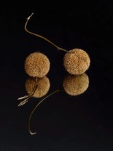 Sycamore or American Plaintree Seed Pods on Mirror