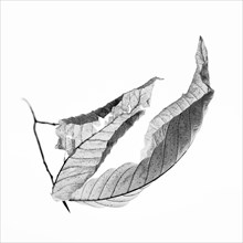 American Beech Leaf on White Background, III