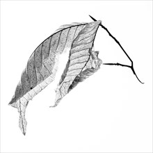 American Beech Leaf on White Background, II