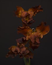 Maroon Irises against Dark Background