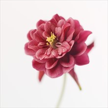 Red Columbine Flower on White Background, Close-Up, I