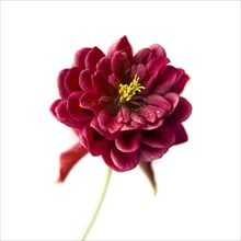 Red Columbine Flower on White Background, Close-Up, II