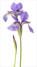 Siberian Iris (Iris sibirica) on White Background