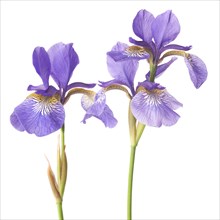 Two Siberian Irises (Iris sibirica) on White Background
