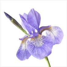 Siberian Iris (Iris sibirica) on White Background, Close-Up