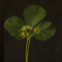 Baby Strawberries on Stem with Green Leaves against Black Background