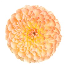 High Angle View of Dahlia Flower against White Background