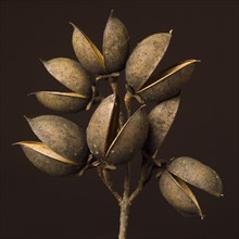 Open Paulownia Seed Pods against Dark Background, Close-Up Front View