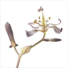 Toad Lily, Tricyrtis hirta, against White Background