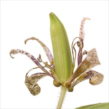 Toad Lily, Tricyrtis hirta, with Seed Pod against White Background