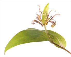 Toad Lily, Tricyrtis hirta, with Seed Pod and Leaf against White Background