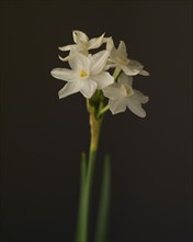 Paperwhite, Narcissus papyraceus, against Black Background