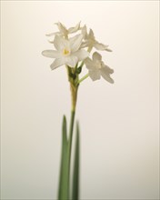 Paperwhite, Narcissus papyraceus, against White Background