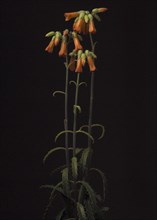 Chandelier Plant, Kalanchoe delagoensis, against Black Background
