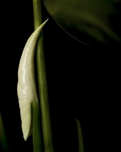 Anthurium Spathe and Spadix, Pre-Bloom, against Black Background, Close-Up