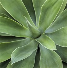 Green Succulent Plant, High Angle View