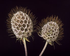 Two Scabiosa Seed Pods against Dark Background