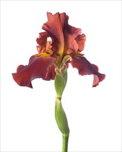 Maroon Iris with Crooked Stem against White Background