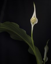 Peace Lily, Spathiphyllum, against Black Background