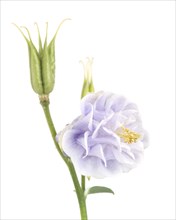 Tower Light Blue Columbine, Aquilegia vulgaris, Bloom and Seed Pod against White Background