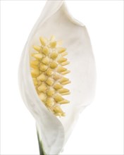 Peace Lily, Spathiphyllum, Spathe and Spadix against White Background, Close-Up