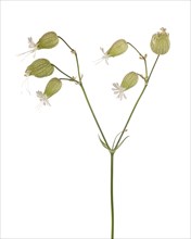 Bladder Campion or Maidenstears, Silene vulgaris, on Y-Shaped Stem against White Background